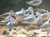 Ring-billed Gull at Barling Rubbish Tip (Steve Arlow) (67745 bytes) Ring-billed Gull at Barling Rubbish Tip (Steve Arlow) (67745 bytes)